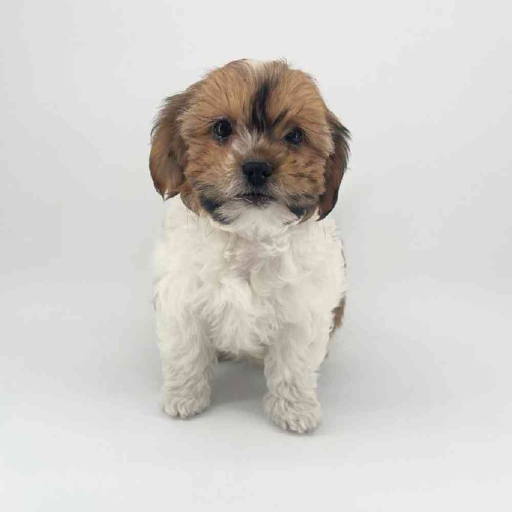 pet breed image