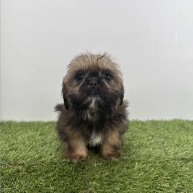 Shih Tzu
