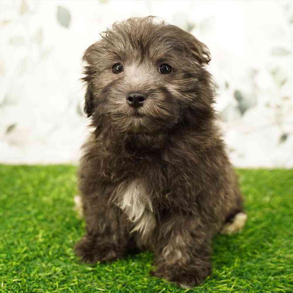 Image of a pet breed in the gallery