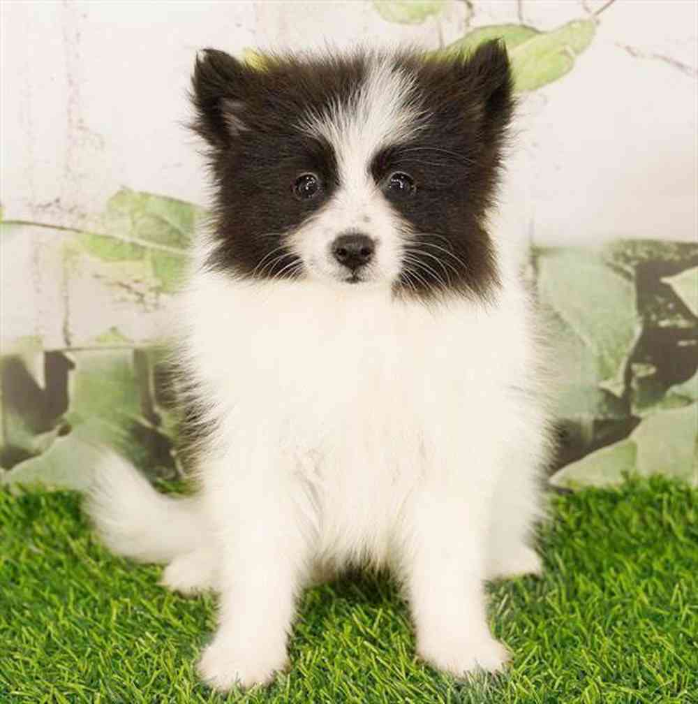 Image of a pet breed in the gallery
