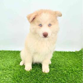 Pomsky