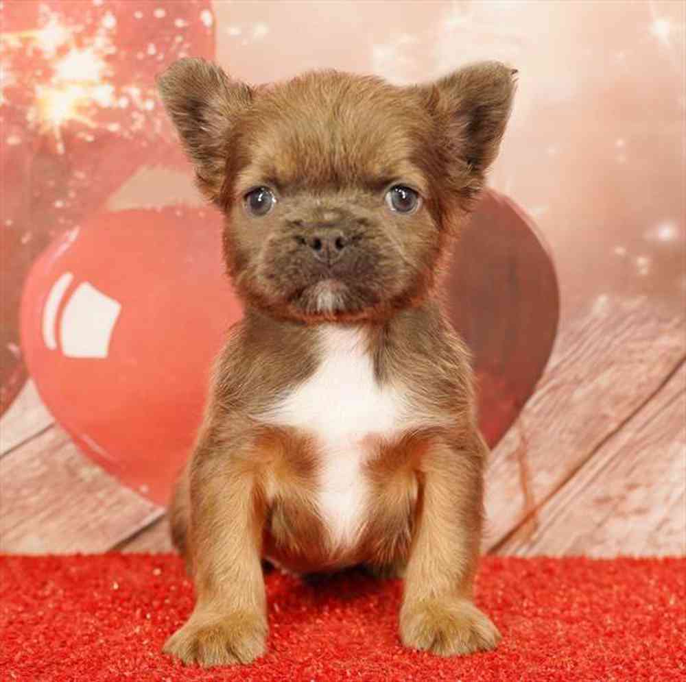 Image of a pet breed in the gallery