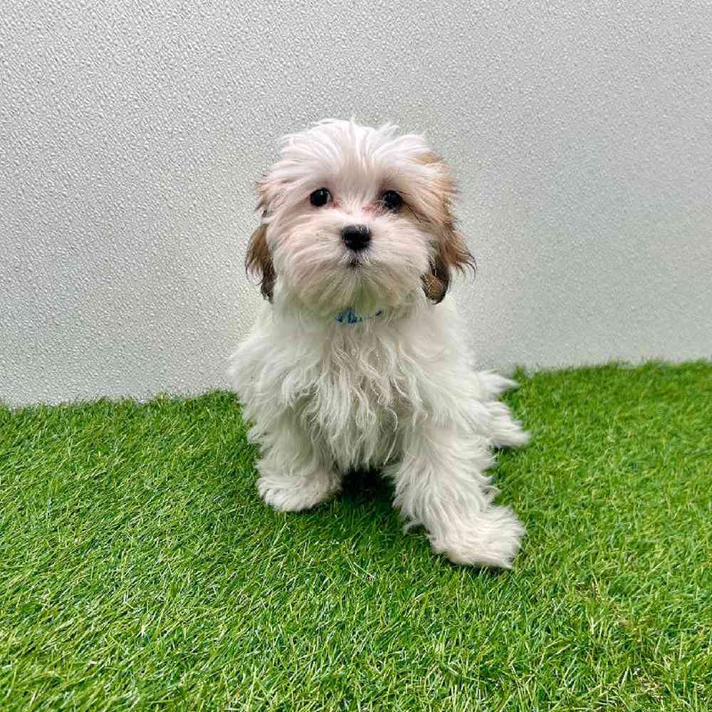 Image of a pet breed in the gallery