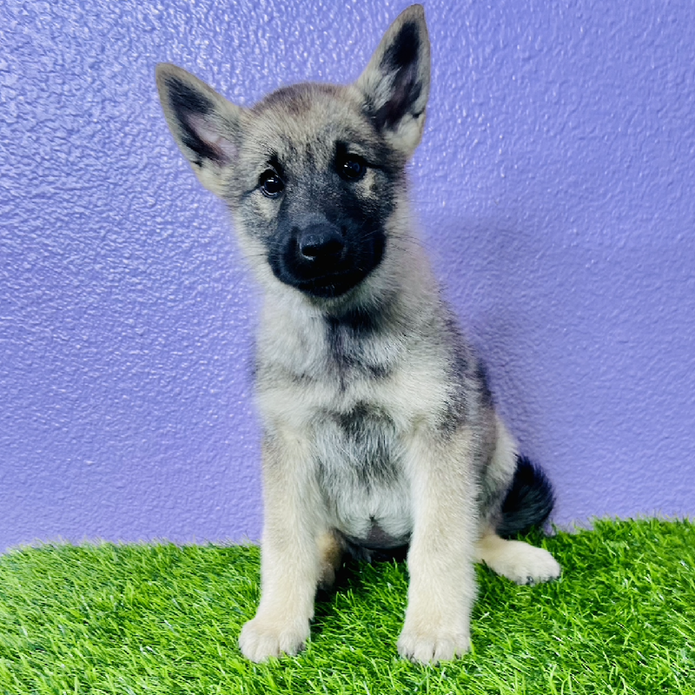 Image of a pet breed in the gallery