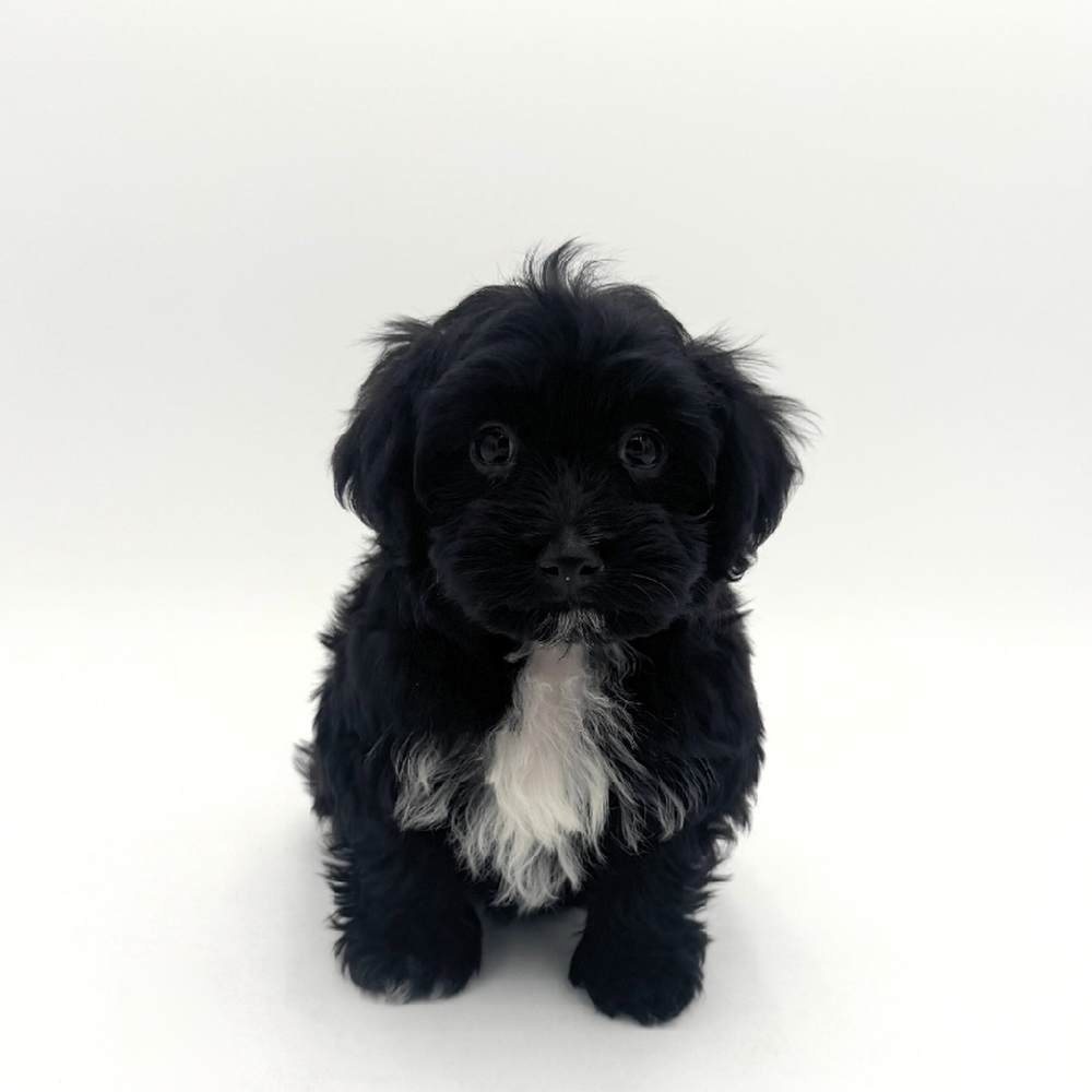 Image of a pet breed in the gallery