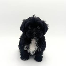 Havanese