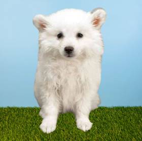 American Eskimo