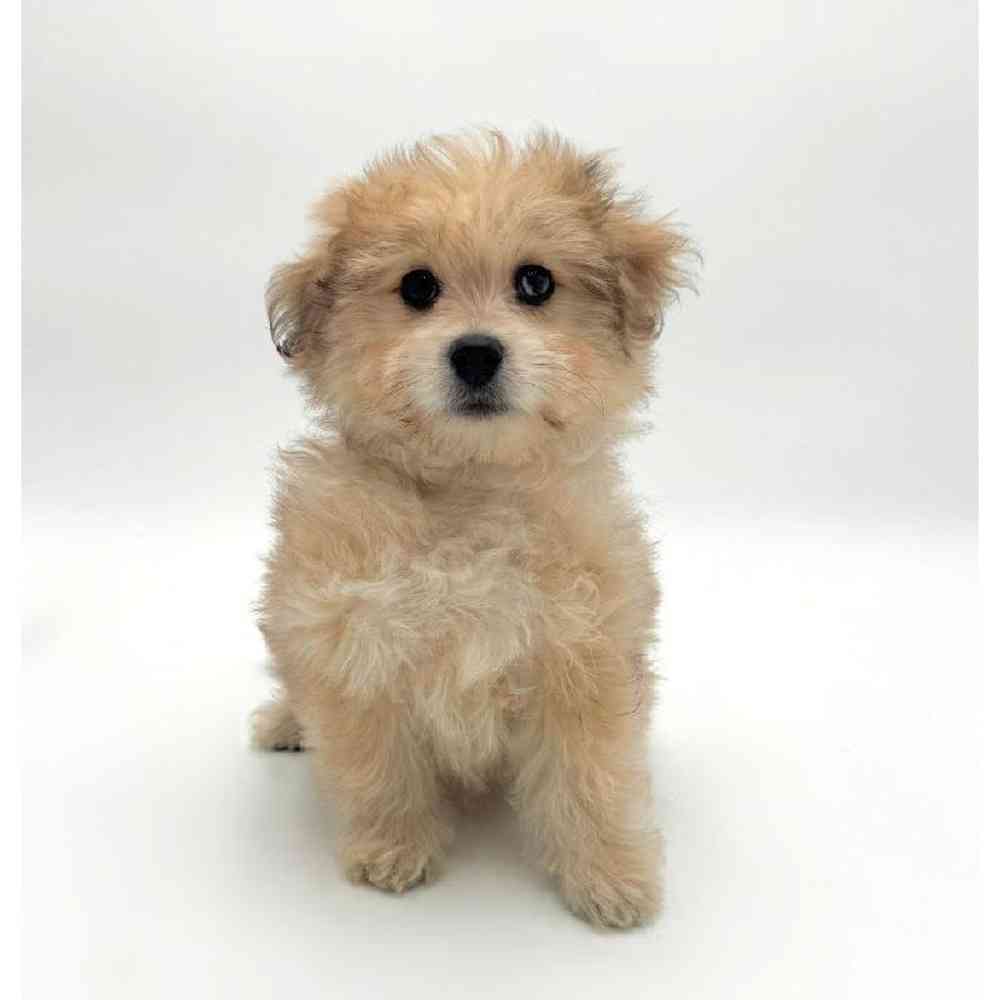 Image of a pet breed in the gallery