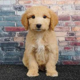 2nd Gen Mini Goldendoodle