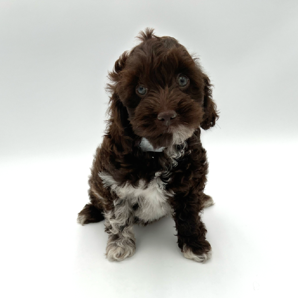 carousel pet images