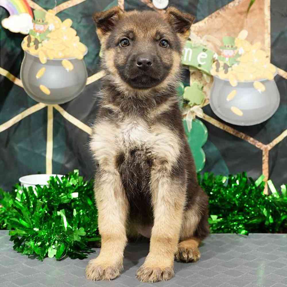 Image of a pet breed in the gallery