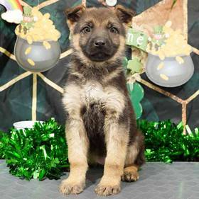 German Shepherd