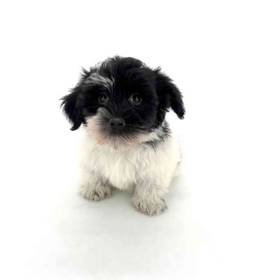Havanese