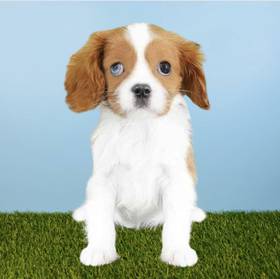 Cavalier King Charles Spaniel