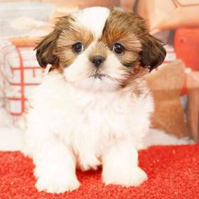 Shih Tzu