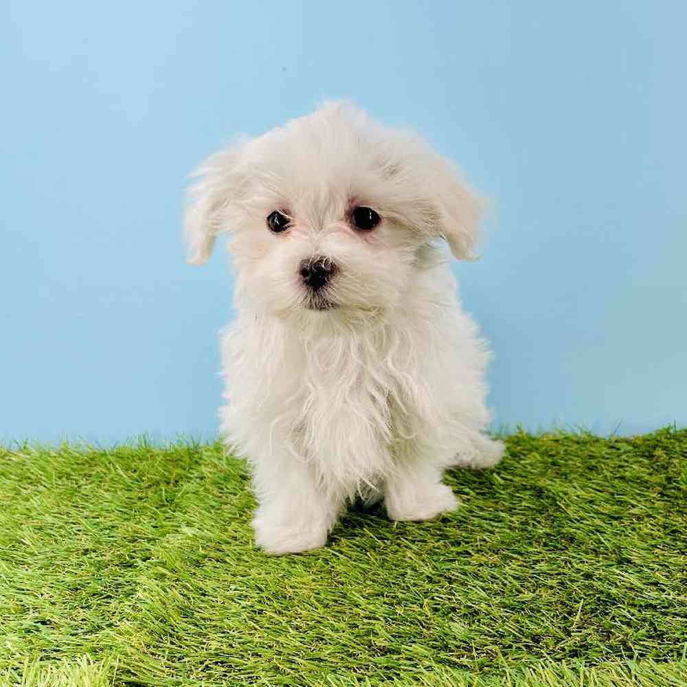 pet breed image