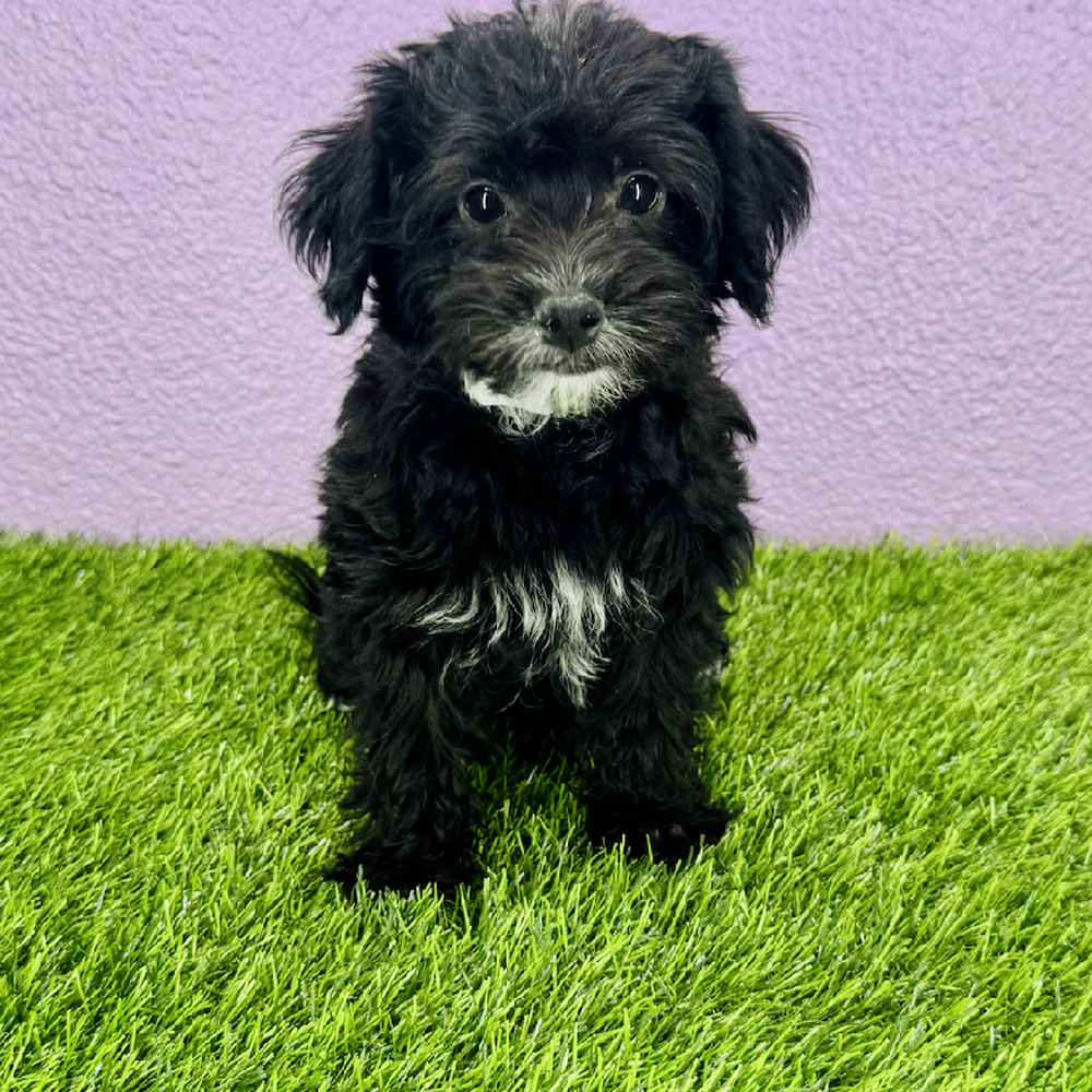 Image of a pet breed in the gallery