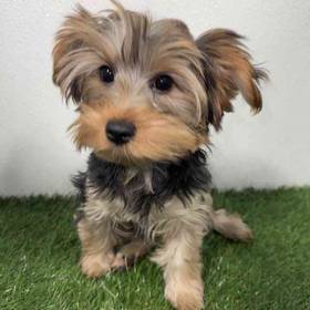 Yorkie