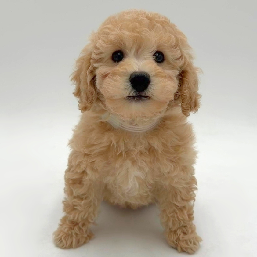 Image of a pet breed in the gallery