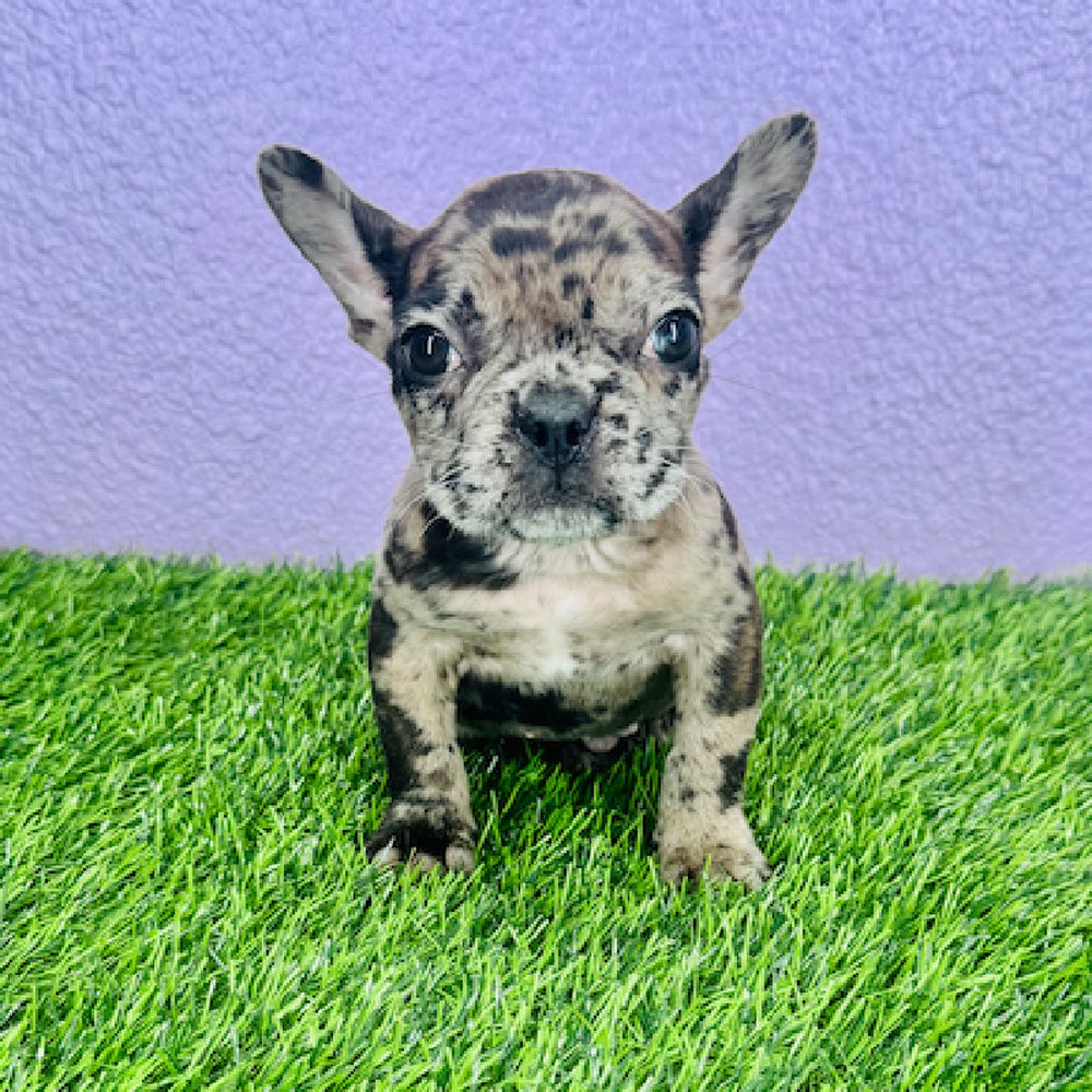 Image of a pet breed in the gallery
