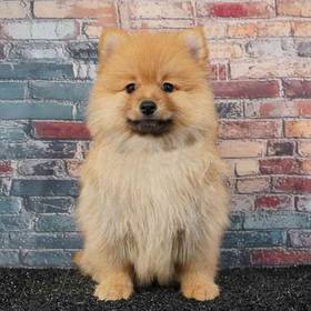 Pomeranian