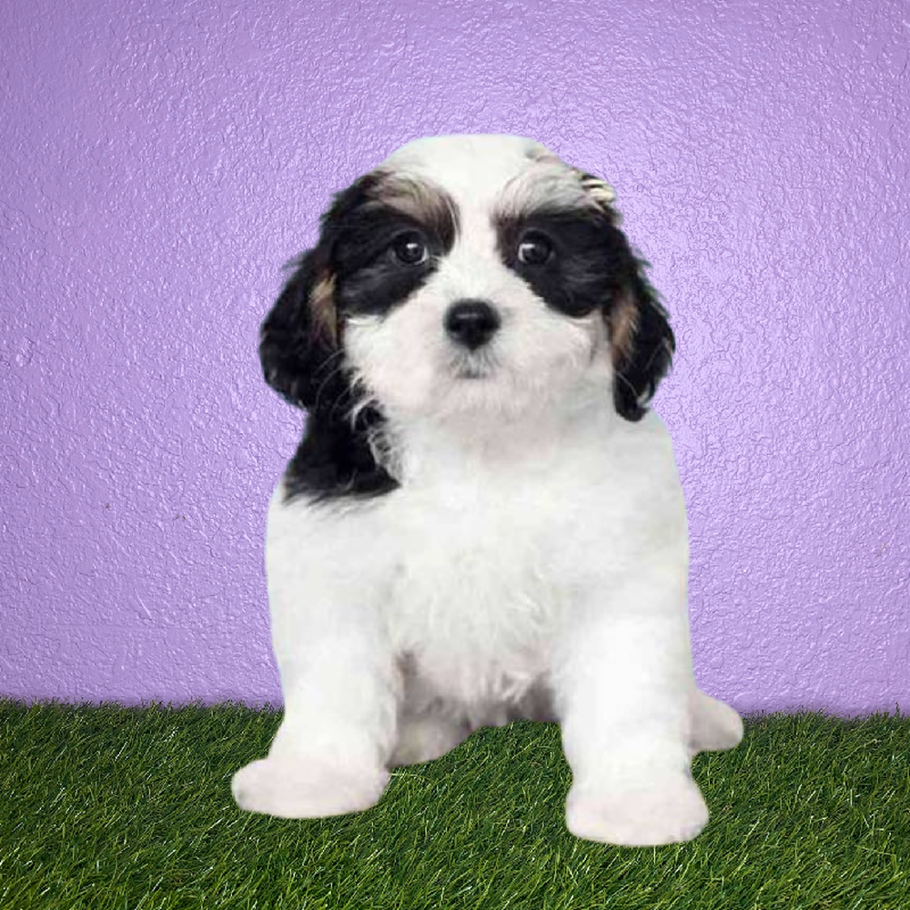 Female Yorkie/Maltichon Puppy for Sale in Pasadena, TX
