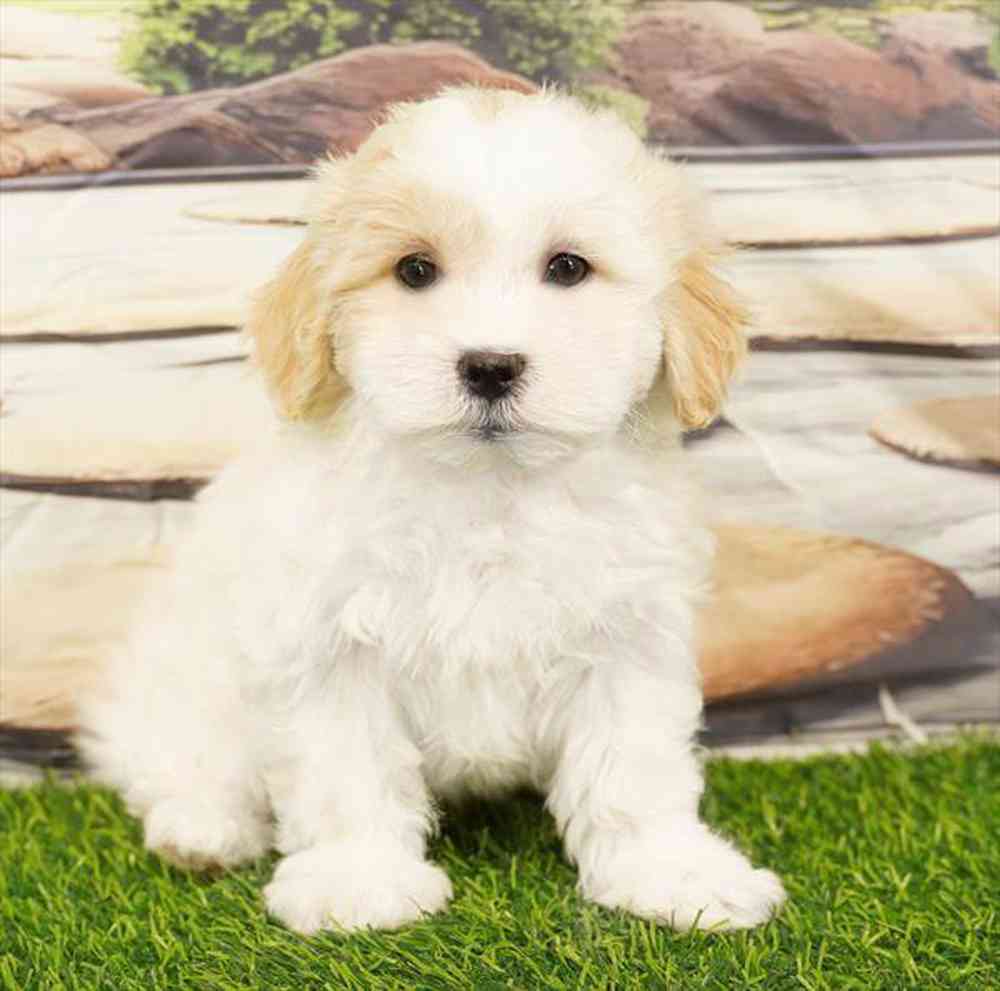 pet breed image