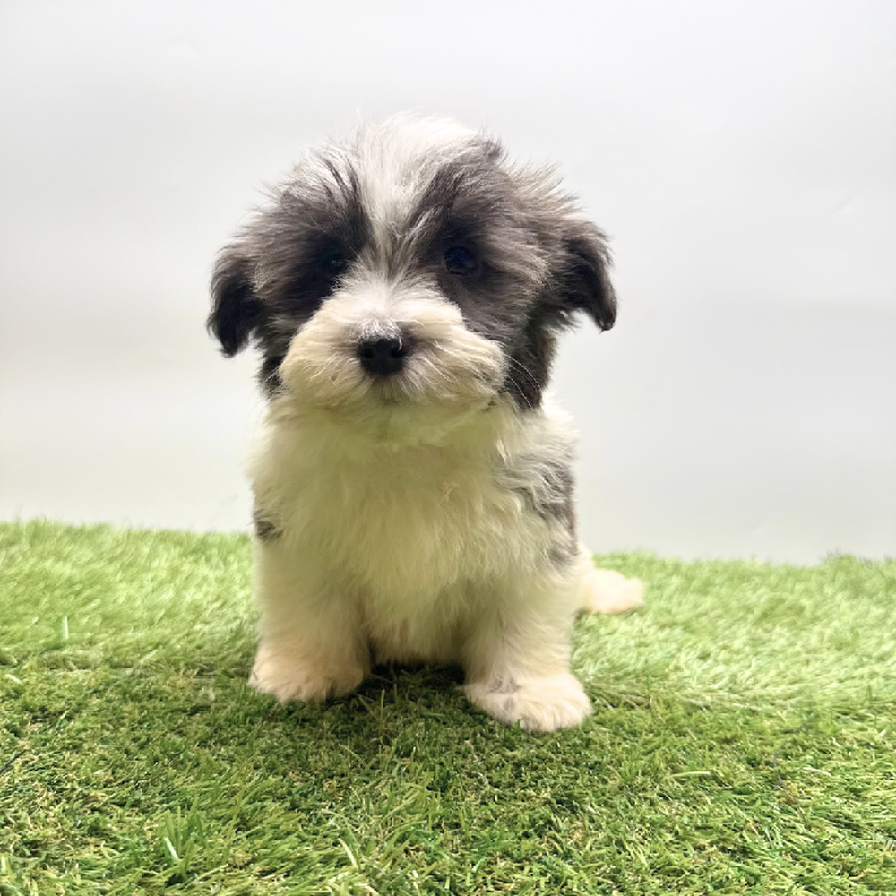 pet breed image