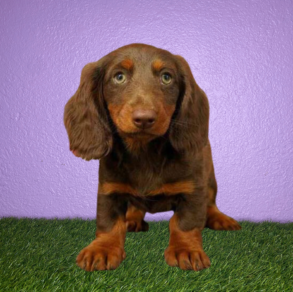 Female Dachshund Puppy for Sale in New Braunfels, TX