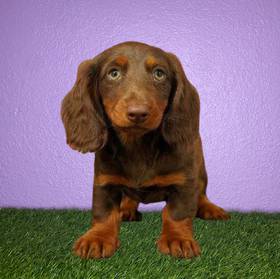 Dachshund