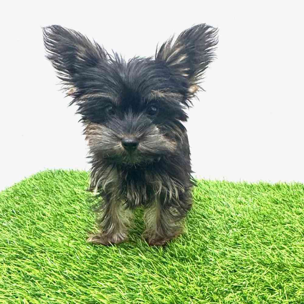 Image of a pet breed in the gallery