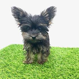 Yorkie-Poo
