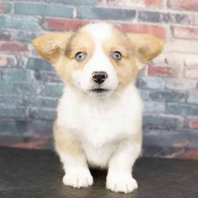 Pembroke Welsh Corgi
