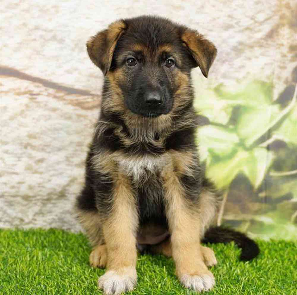 Image of a pet breed in the gallery