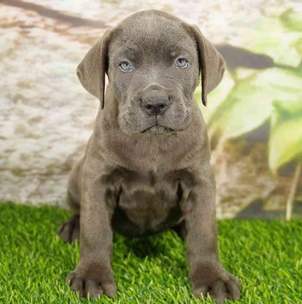 pet breed image
