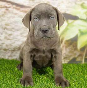 Cane Corso