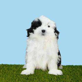 Shizapoo