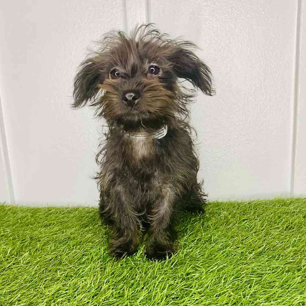 Image of a pet breed in the gallery