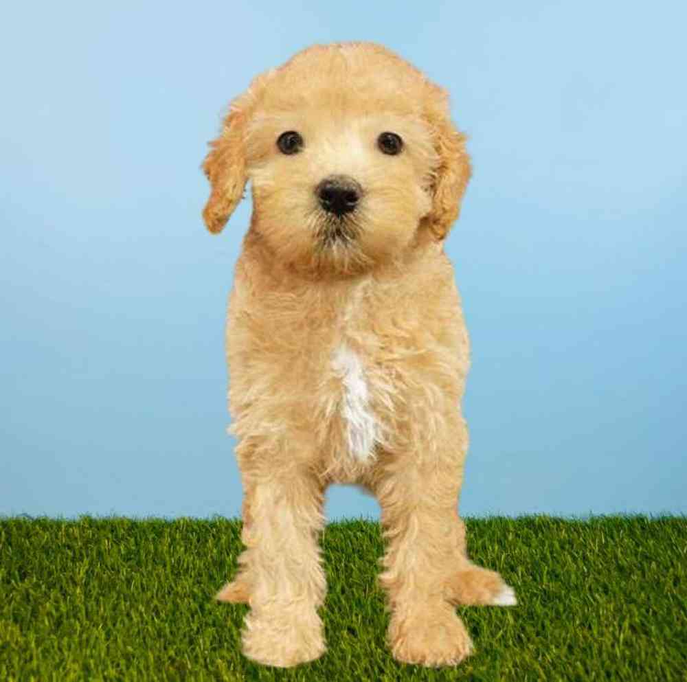 Female 2nd Gen Mini Goldendoodle Puppy for Sale in Meridian, ID