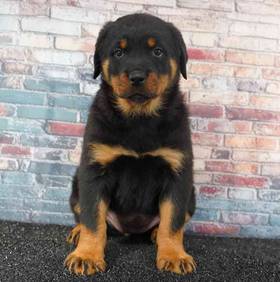 Rottweiler