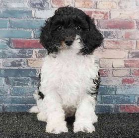 Poodle