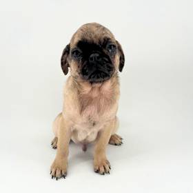 Pug