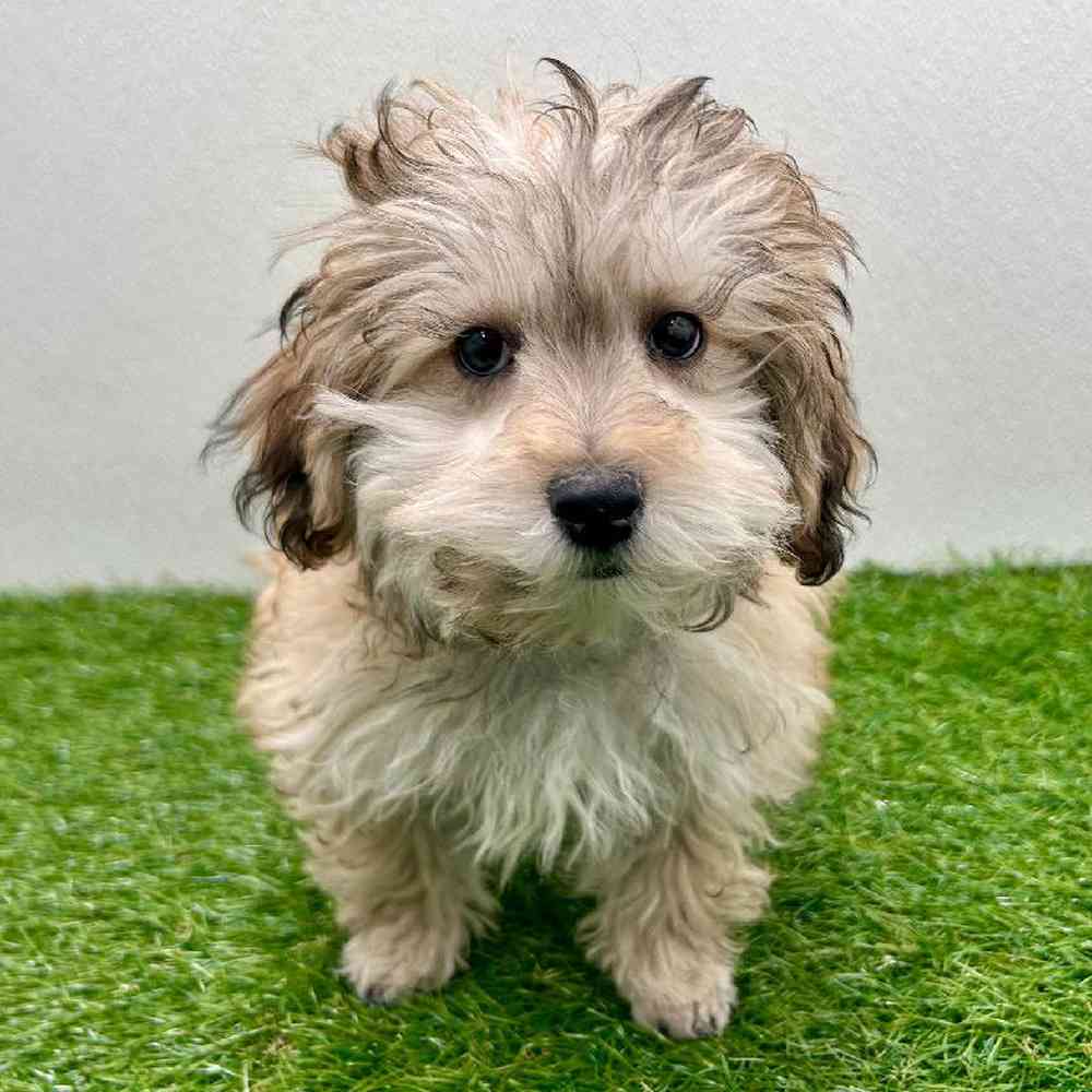 Image of a pet breed in the gallery