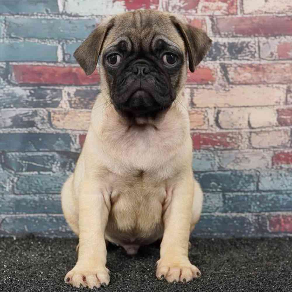 Image of a pet breed in the gallery