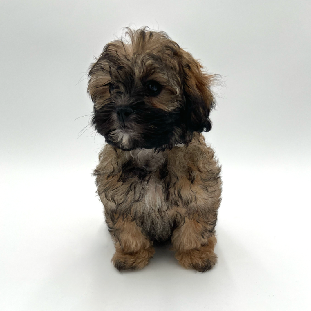 Female Shizapoo Puppy for Sale in San Antonio, TX