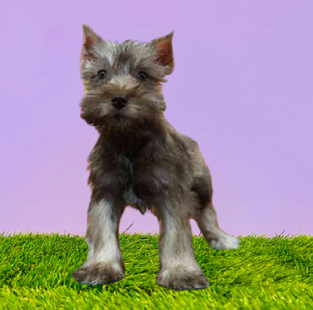 carousel pet images