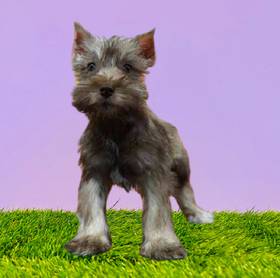 Mini Schnauzer