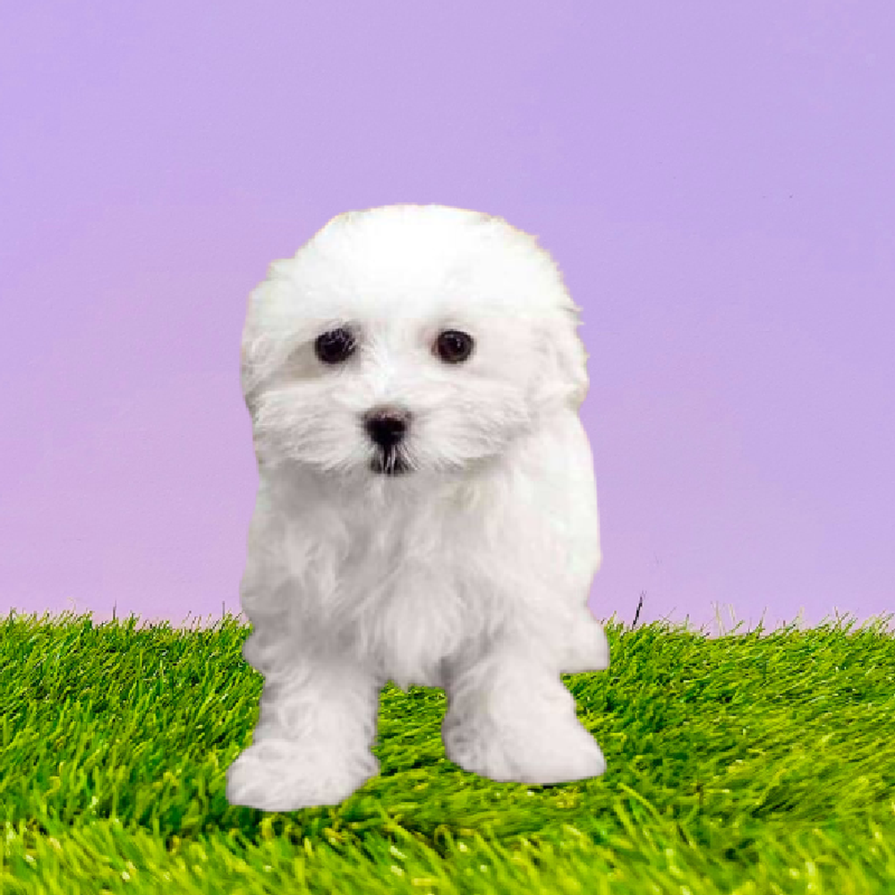 Female Maltese Puppy for Sale in Marietta, GA