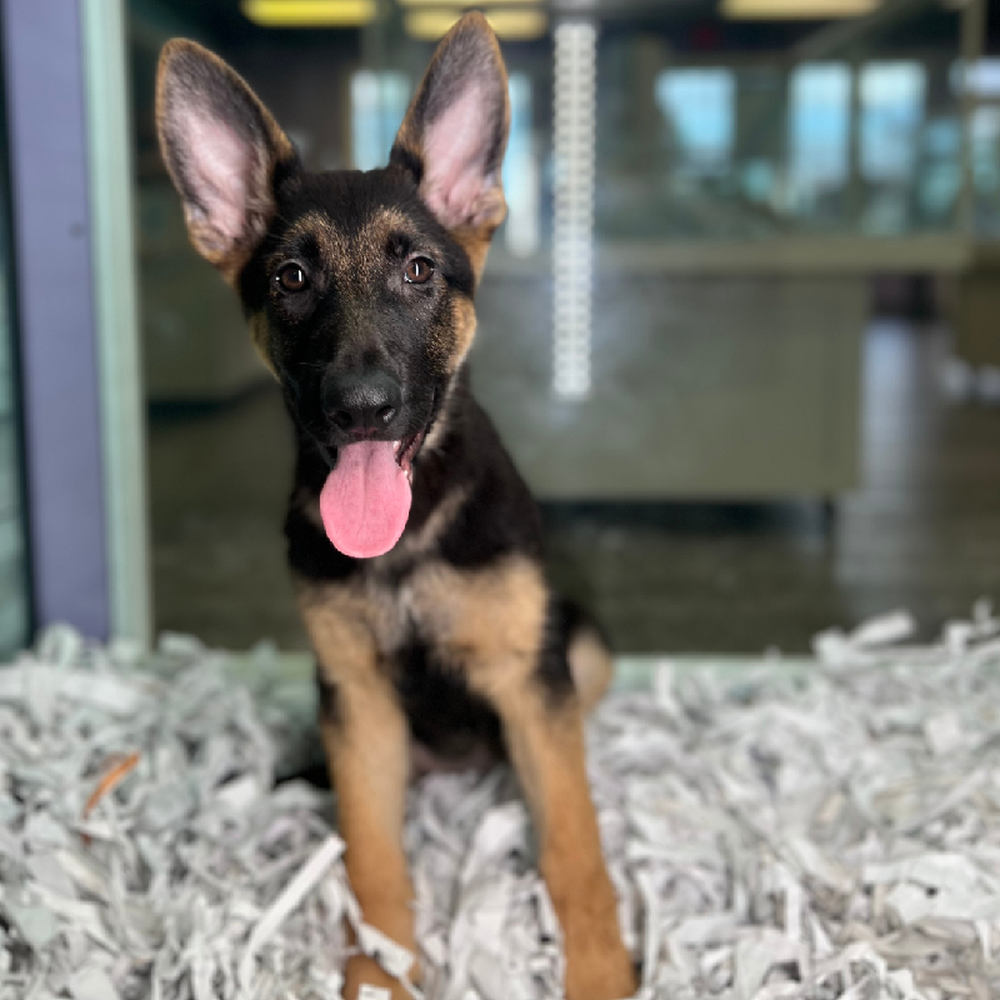 carousel pet images