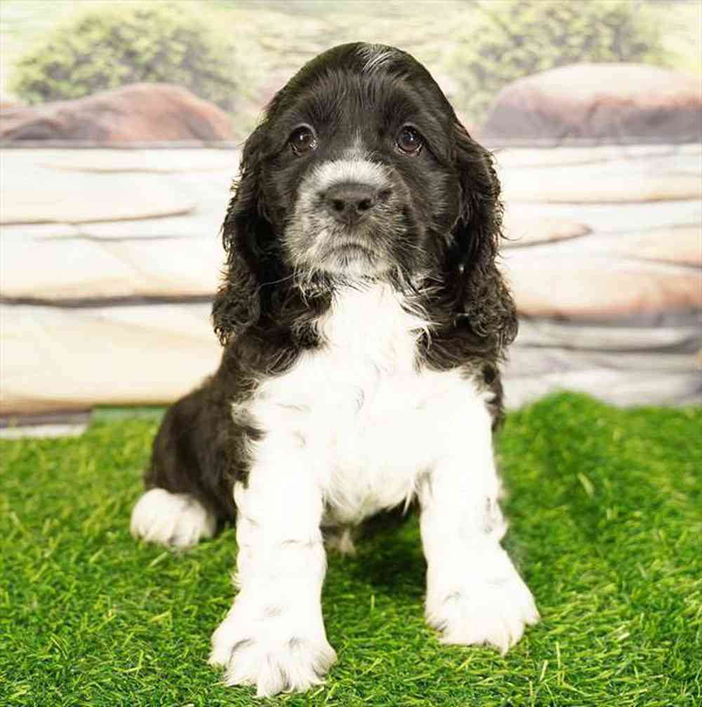 Image of a pet breed in the gallery